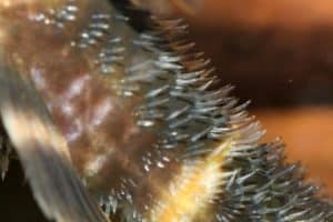 De staart van een Panaqolus albivermis - L204 mannetje