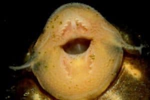 Het opmerkelijke gebit van de Panaqolus albivermis