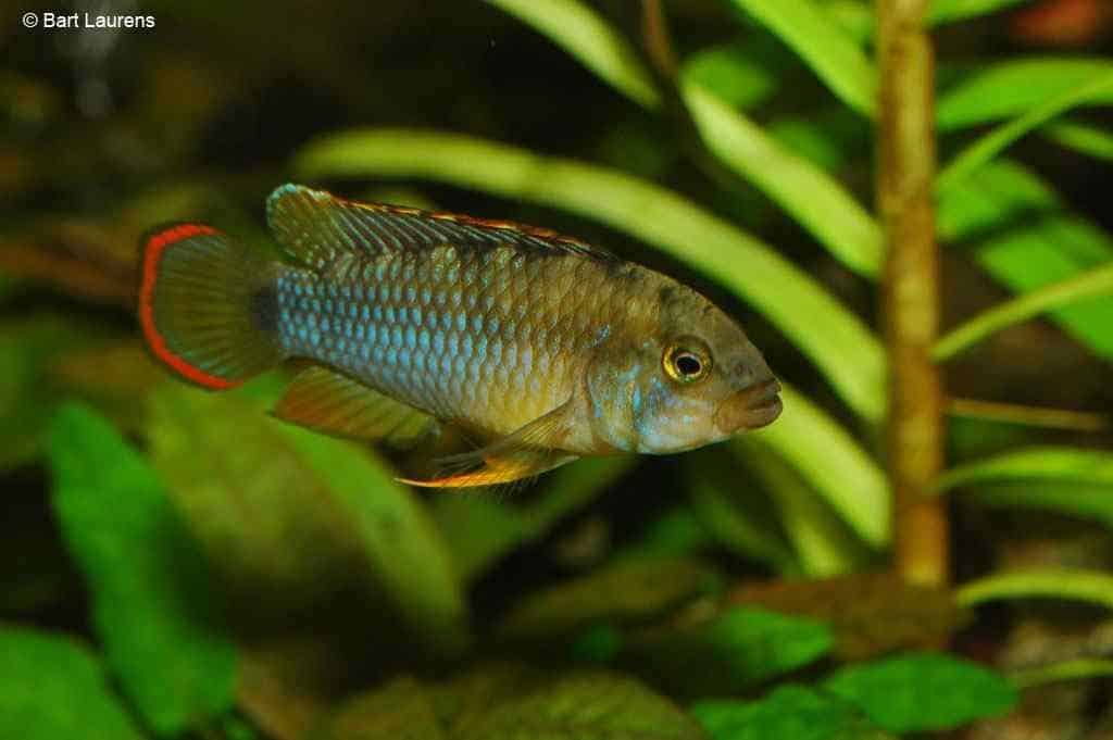 Apistogramma nijsseni - Man