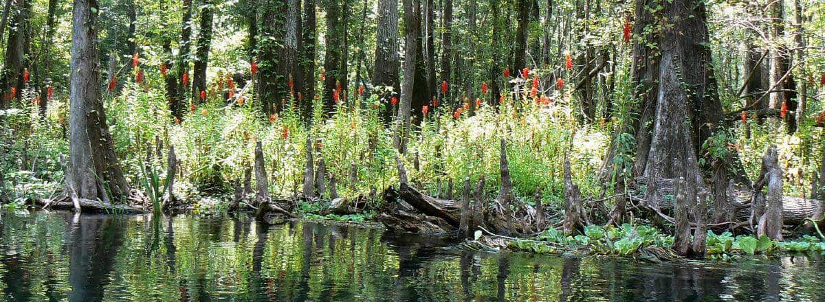 Lobelia cardinalis langs de oever van de Ichetucknee River in Florida USA