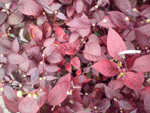 Planten voor de vensterbank, niet voor het Aquarium 9 Alternanthera dentata