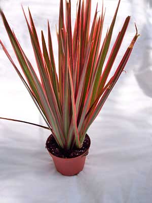 Planten voor de vensterbank, niet voor het Aquarium 26 Drakenbloedboom - Dracaena compacta