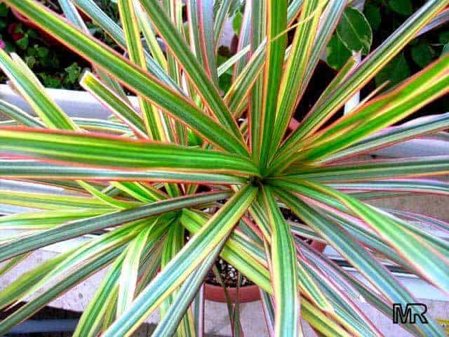 Planten voor de vensterbank, niet voor het Aquarium 25 Drakenbloedboom - Dracaena compacta