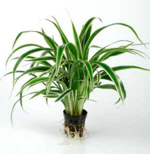 Planten voor de vensterbank, niet voor het Aquarium 16 Graslelie - Chlorophytum bichettii