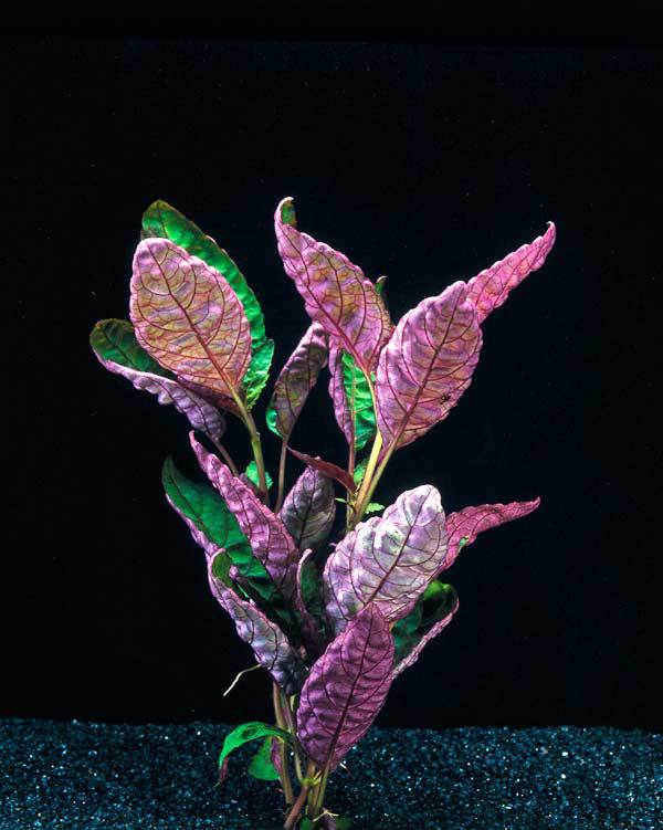 Planten voor de vensterbank, niet voor het Aquarium 36 Hemigraphis exotica