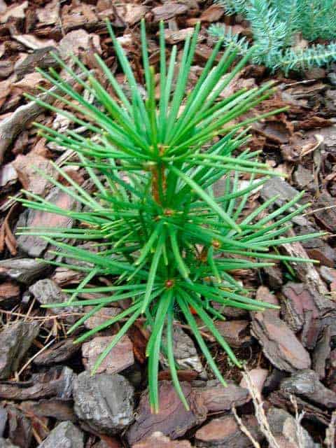 Planten voor de vensterbank, niet voor het Aquarium 57 Japanse parasolden - Sciadopitys verticillata