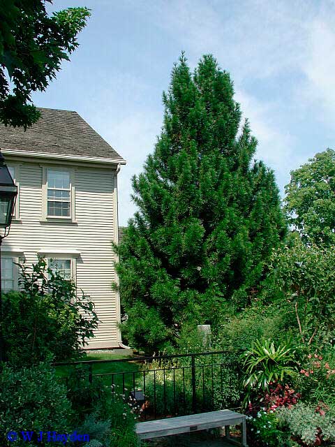 Planten voor de vensterbank, niet voor het Aquarium 58 Japanse parasolden - Sciadopitys verticillata