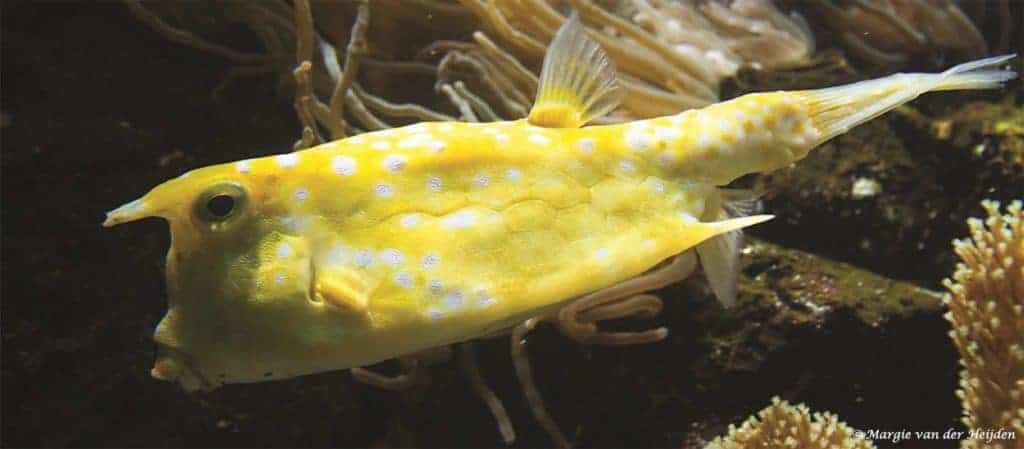 Lactoria cornuta - Gehoornde Koffervis