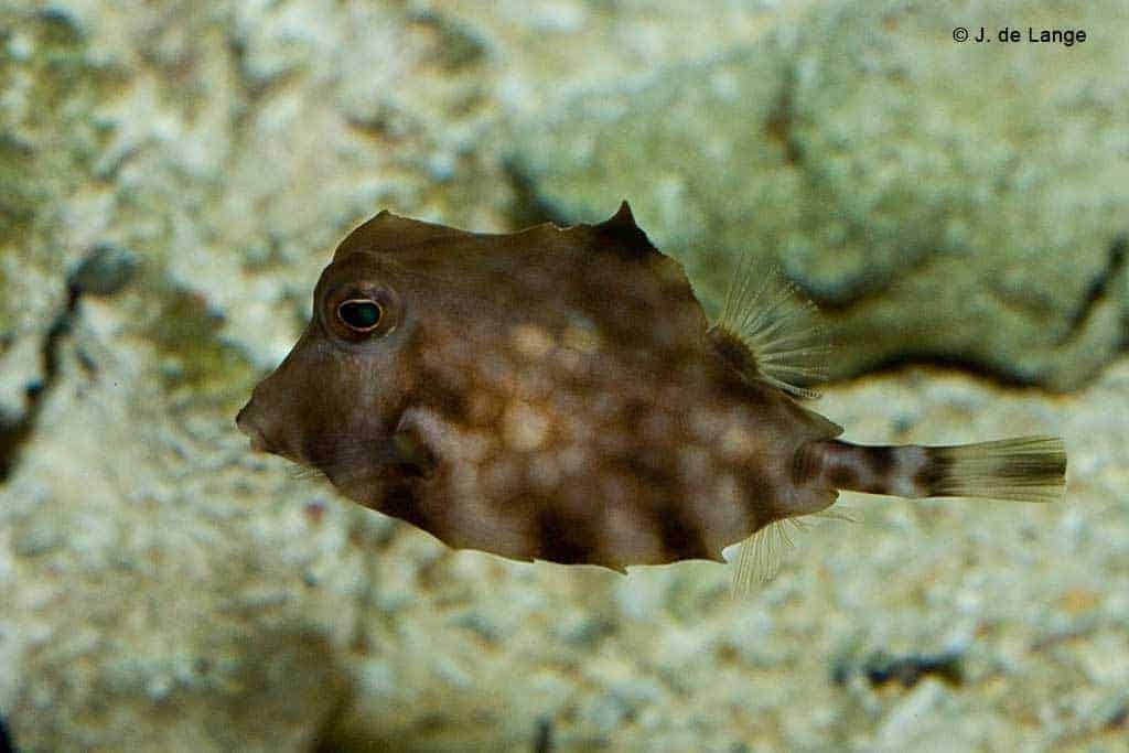 Lactoria cornuta - Gehoornde koffervis - Juveniel
