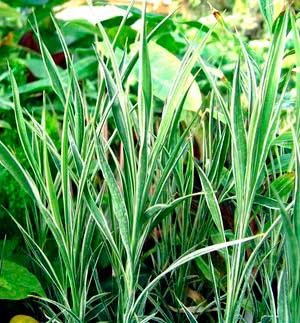 Planten voor de vensterbank, niet voor het Aquarium 28 Lucky Bamboo - Dracaena sanderiana