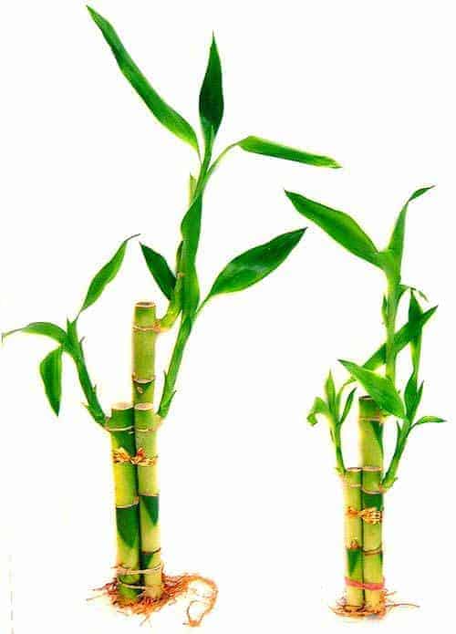 Planten voor de vensterbank, niet voor het Aquarium 27 Lucky Bamboo - Dracaena sanderiana