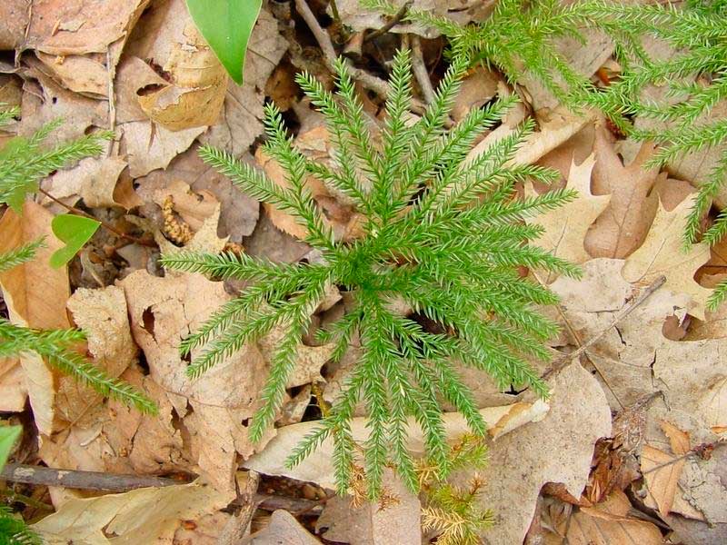 Planten voor de vensterbank, niet voor het Aquarium 41 Lycopodium obscurum