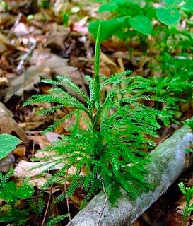 Planten voor de vensterbank, niet voor het Aquarium 40 Lycopodium obscurum