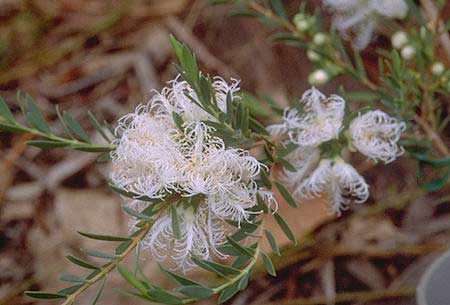Planten voor de vensterbank, niet voor het Aquarium 45 Melaleuca thymifolia