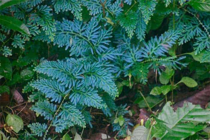 Mosvaren - Selaginella wildenowii