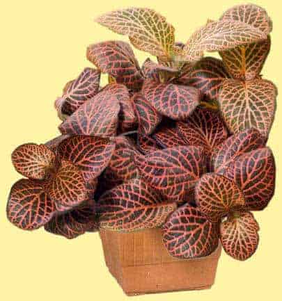 Planten voor de vensterbank, niet voor het Aquarium 34 Mozaiekplant - Fittonia argyronanta