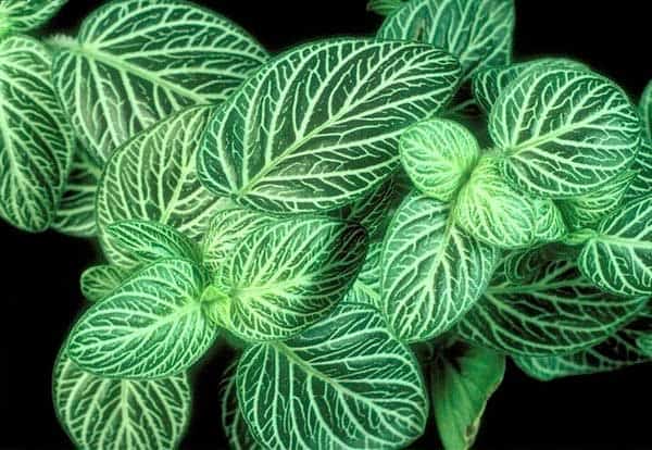 Planten voor de vensterbank, niet voor het Aquarium 33 Mozaiekplant - Fittonia argyronanta