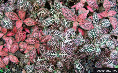 Planten voor de vensterbank, niet voor het Aquarium 32 Mozaiekplant - Fittonia argyronanta