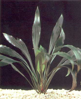 Peliosanthes species
