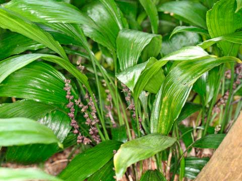 Planten voor de vensterbank, niet voor het Aquarium 50 Peliosanthes species