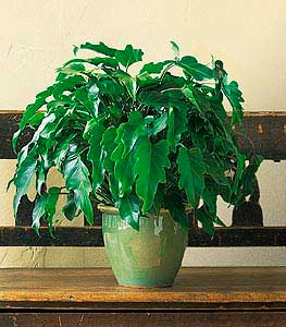 Planten voor de vensterbank, niet voor het Aquarium 53 Philodendron species