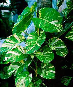 Planten voor de vensterbank, niet voor het Aquarium 52 Philodendron species