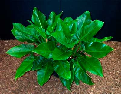 Planten voor de vensterbank, niet voor het Aquarium 51 Philodendron species