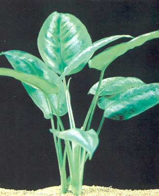 Planten voor de vensterbank, niet voor het Aquarium 56 Schismatoglottia species