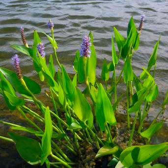 Planten voor de vensterbank, niet voor het Aquarium 55 Snoekkruid - Pontederia cordata