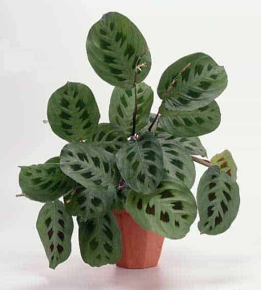 Planten voor de vensterbank, niet voor het Aquarium 44 Tiengebodenplant - Maranta leuconeura