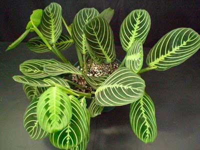 Planten voor de vensterbank, niet voor het Aquarium 42 Tiengebodenplant - Maranta leuconeura