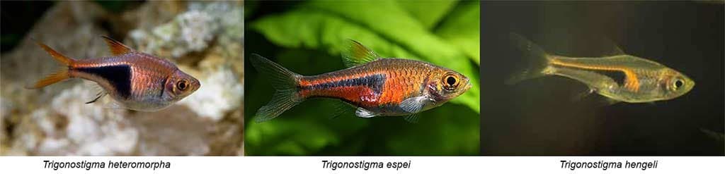 Verschil Trigonostigma heteromorpha - espei - hengeli