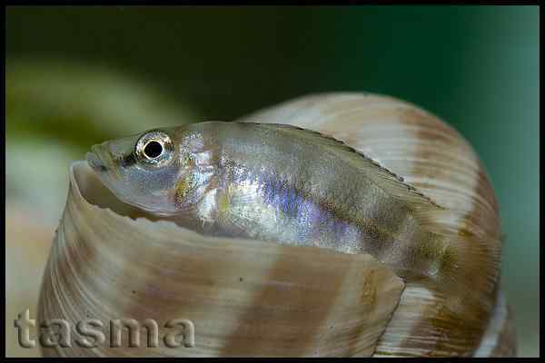 Altolamprologus sp. Compressiceps Shell - Cape Kachese jong in schelp.
