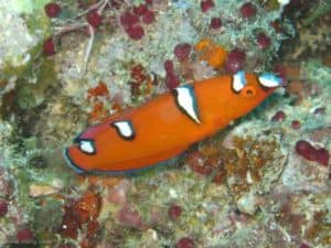 Coris gaimard - Roodstreep Lipvis - Juveniel