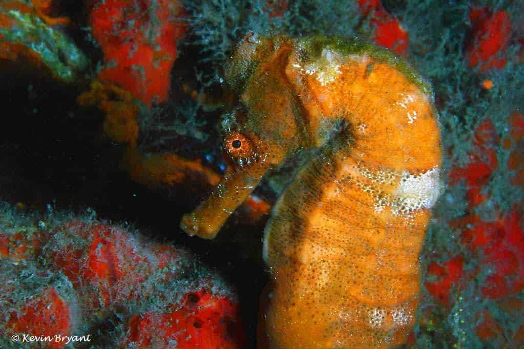 Hippocampus erectus - Gestreept Zeepaardje - Close up