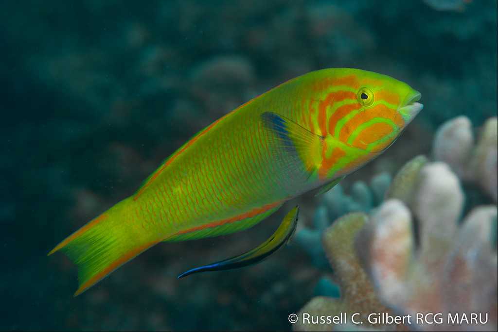Thalassoma lutescens - Gele Lipvis