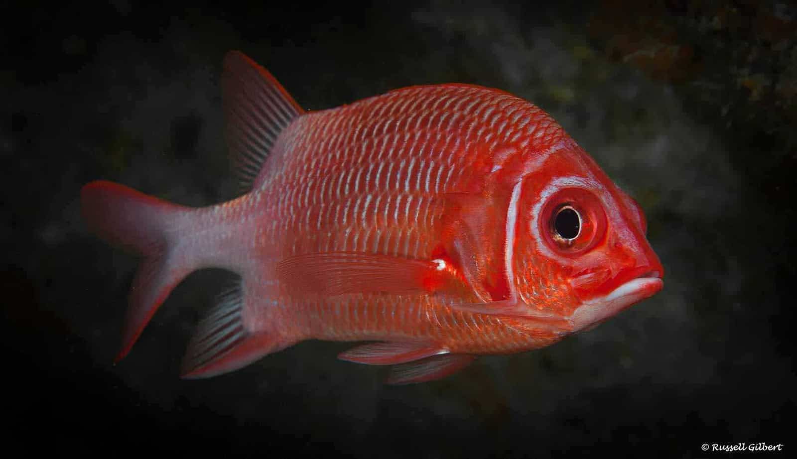 Sargocentron caudimaculatus