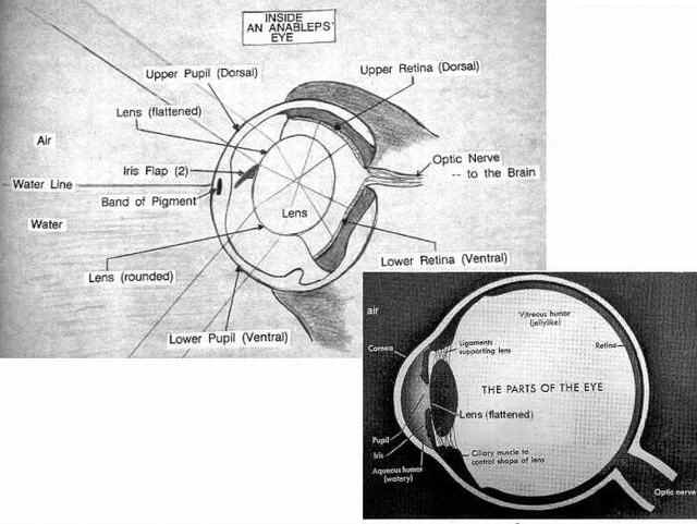 Anablep eye at top-left, human eye top-right