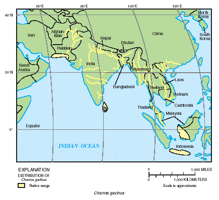 Channa gachua - Distribution area