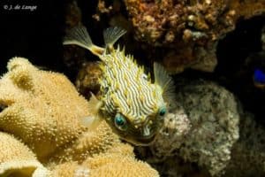 Chilomycterus schoepfii