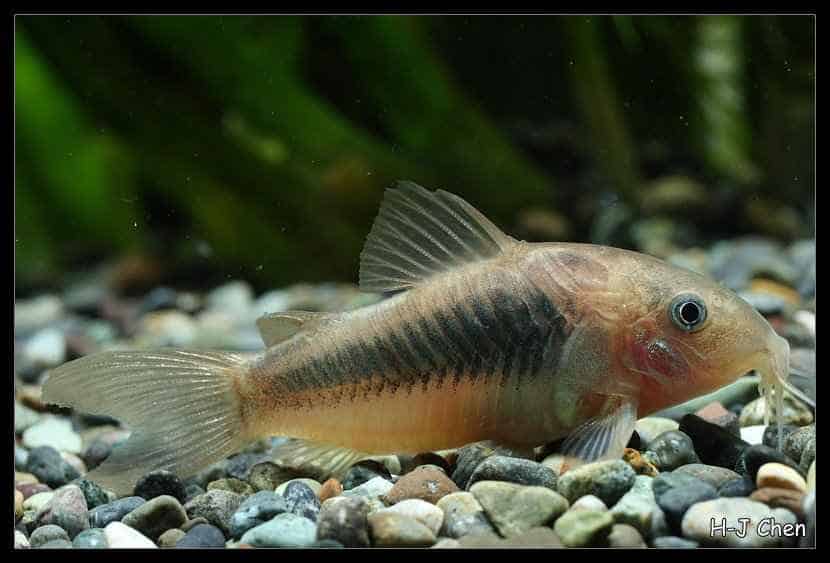 Corydoras aeneus