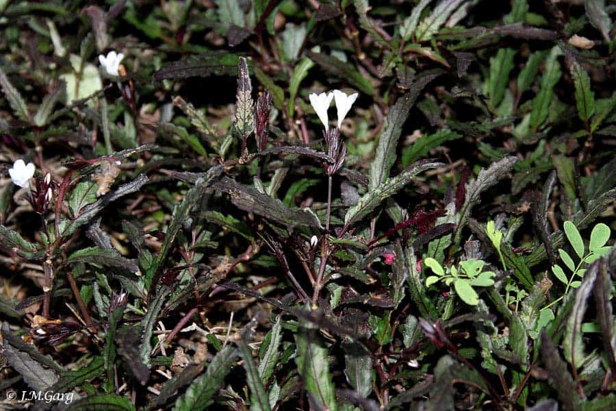 Planten voor de vensterbank, niet voor het Aquarium 38 Hemigraphis repanda
