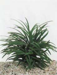 Planten voor de vensterbank, niet voor het Aquarium 48 Ophiopogon minima