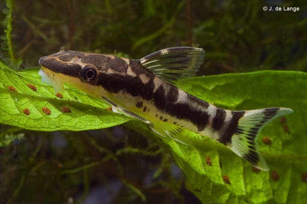 Otocinclus cocama - Otocinclus zebra