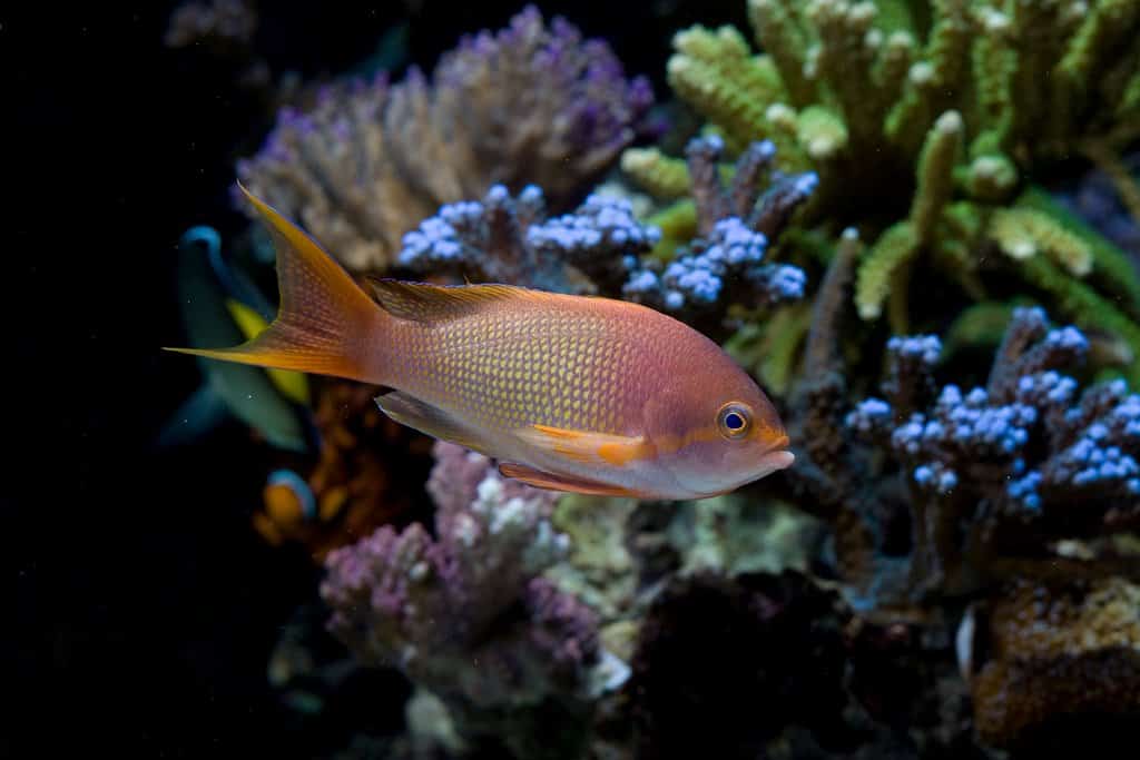 Pseudanthias squamipinnis - Rode vlagbaars