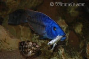 Tyrannochromis nigriventer – feeding on small fish.