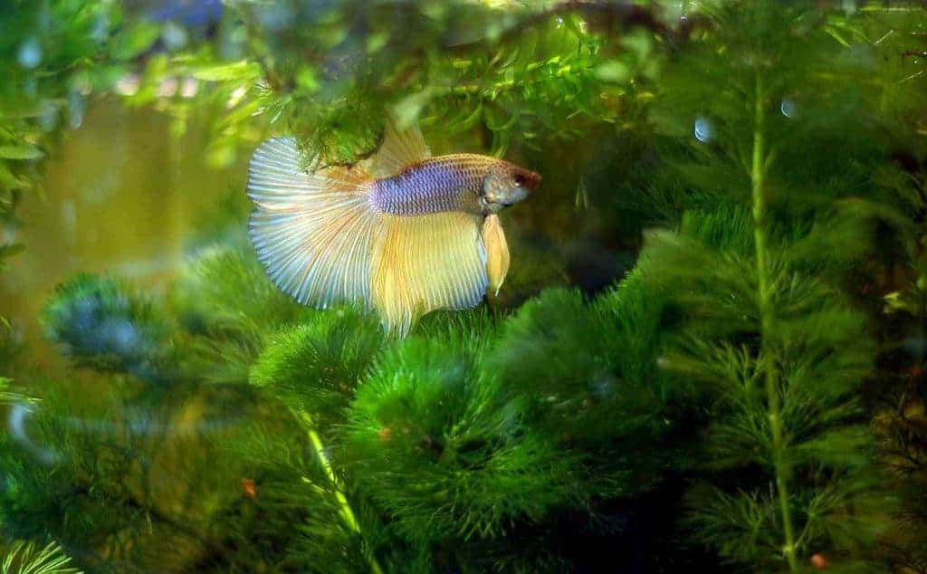 Een van onze Betta mannen, Sundance, in zijn 30 liter bak