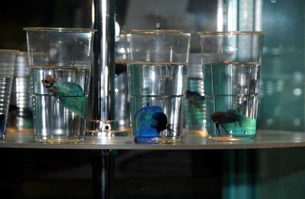Betta mannen in glazen
