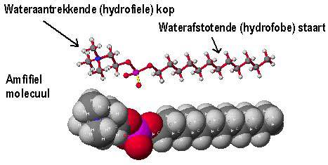 Amfifiel molecuul