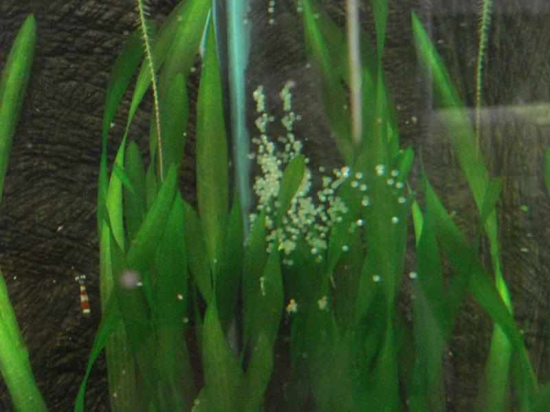 Corydoras aeneus albino eieren achter in aquarium